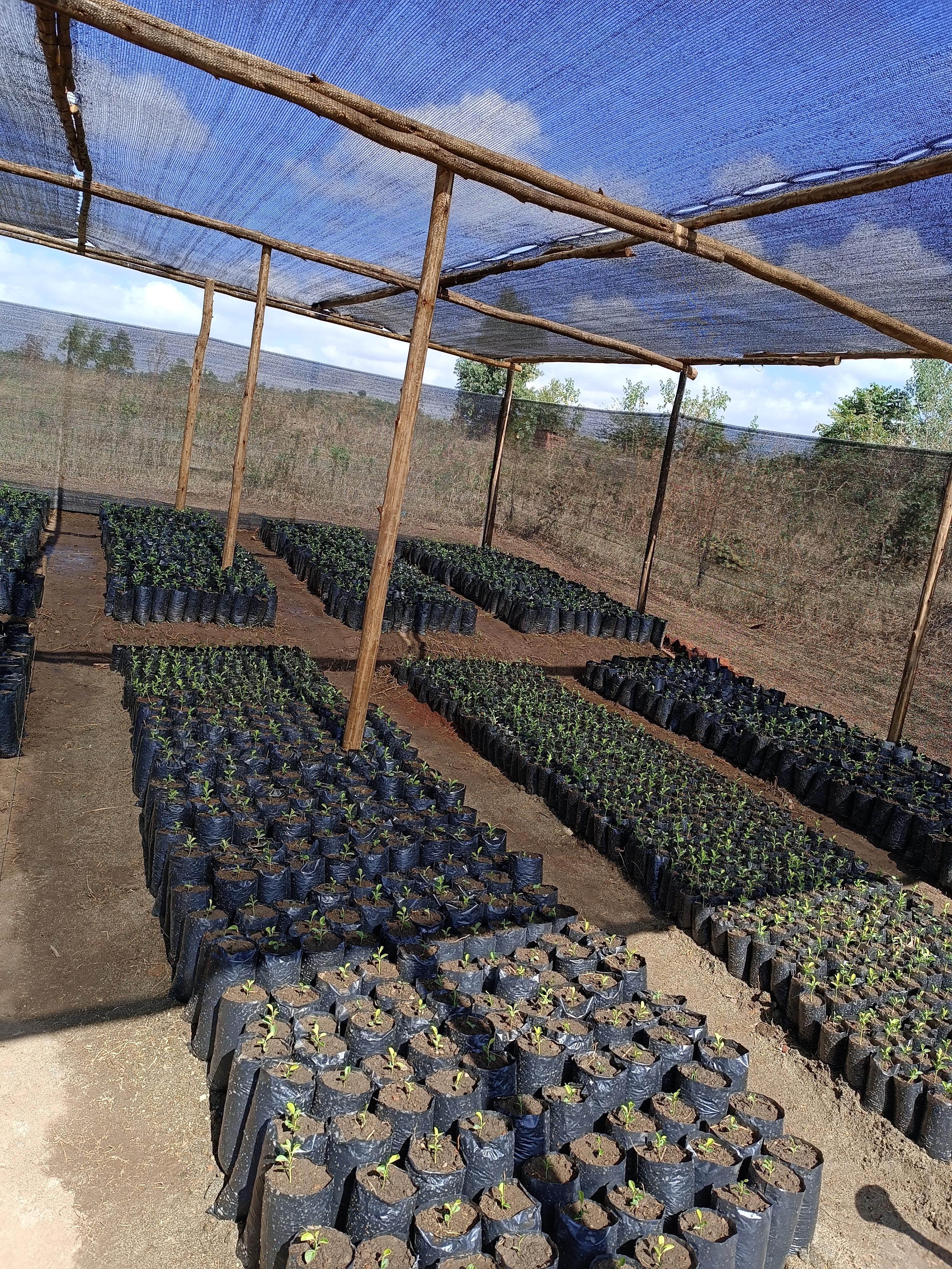Greenhouse