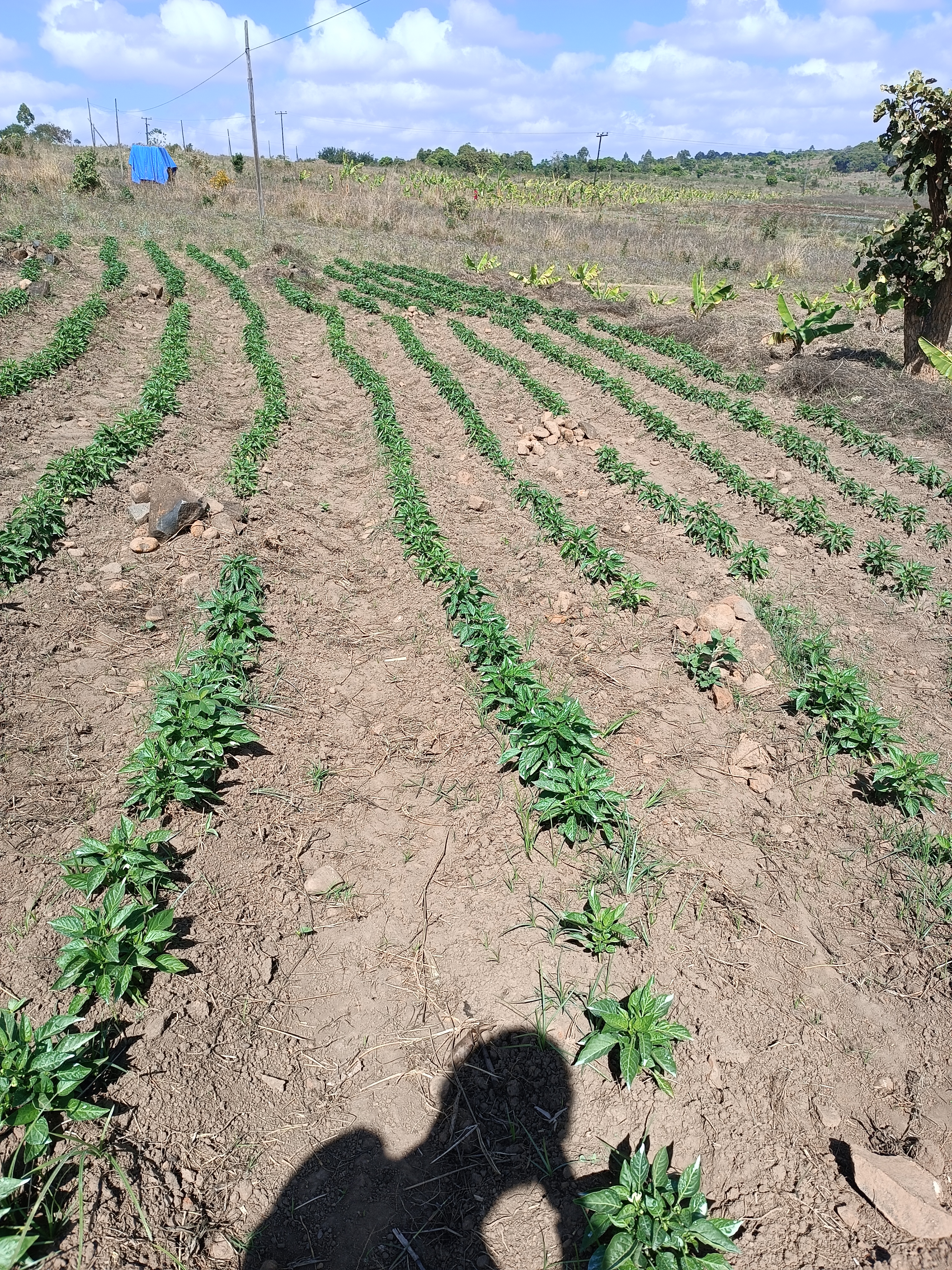 Lemon Nursery