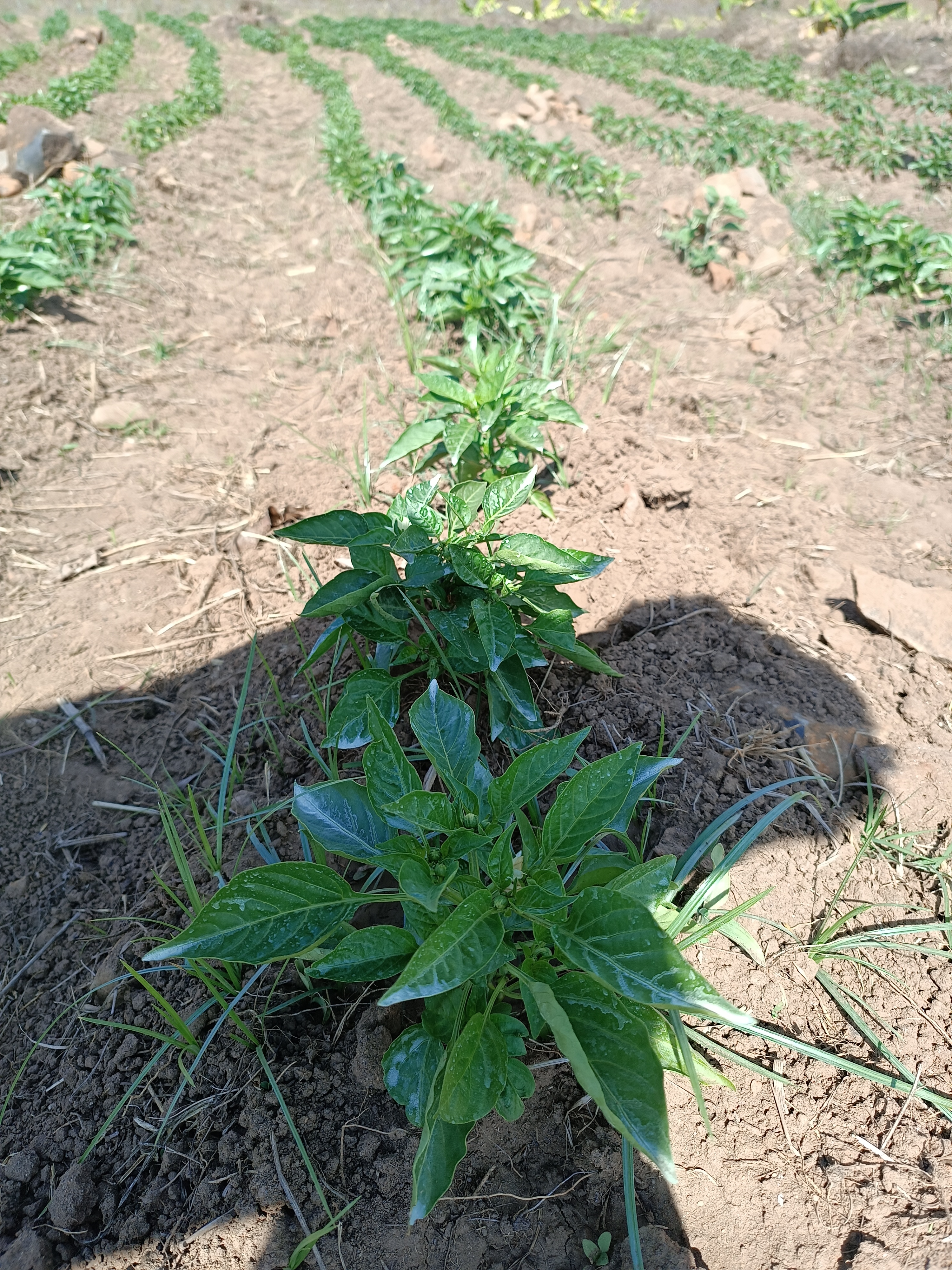 Green Peppers