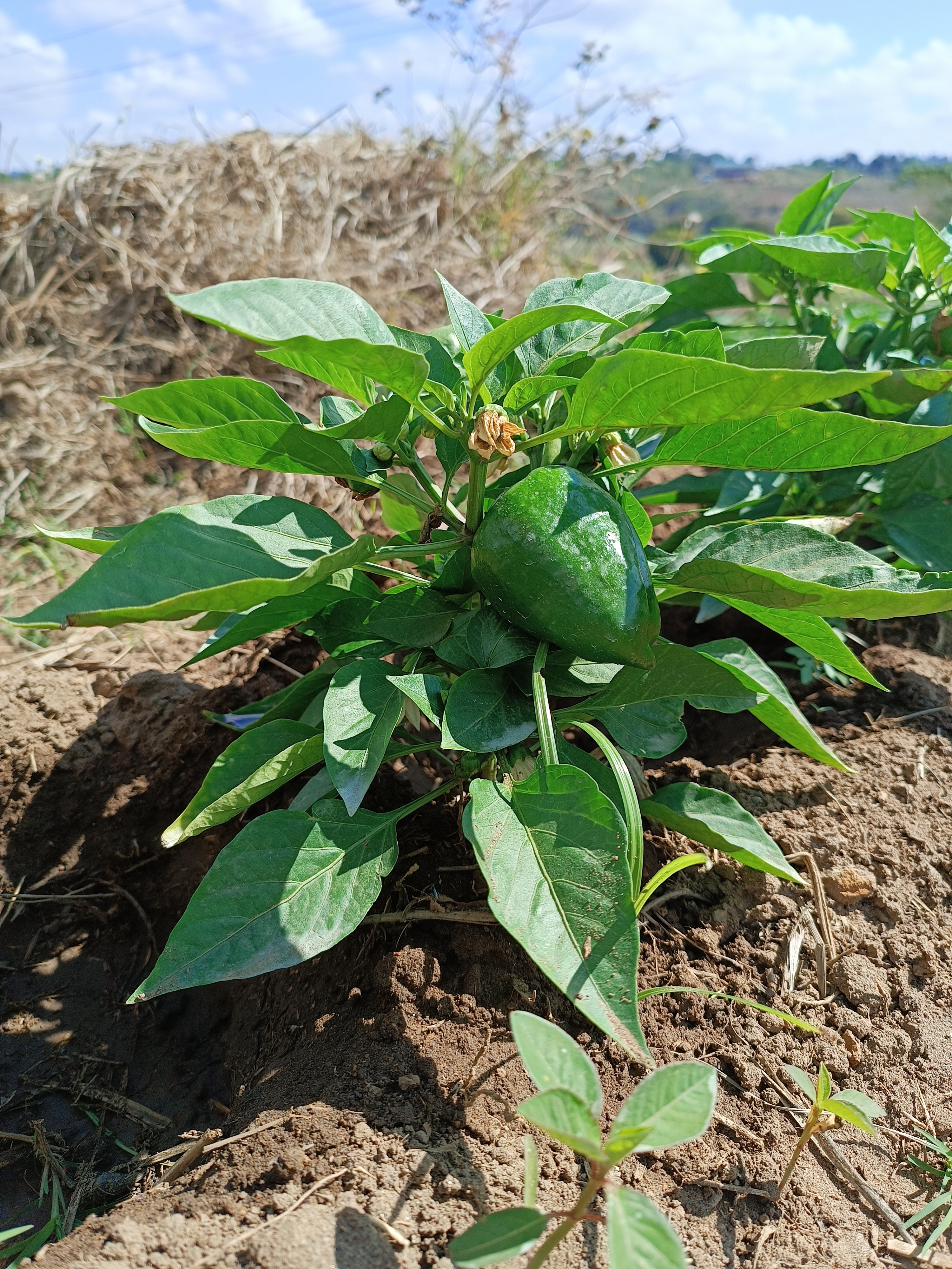 Green Peppers