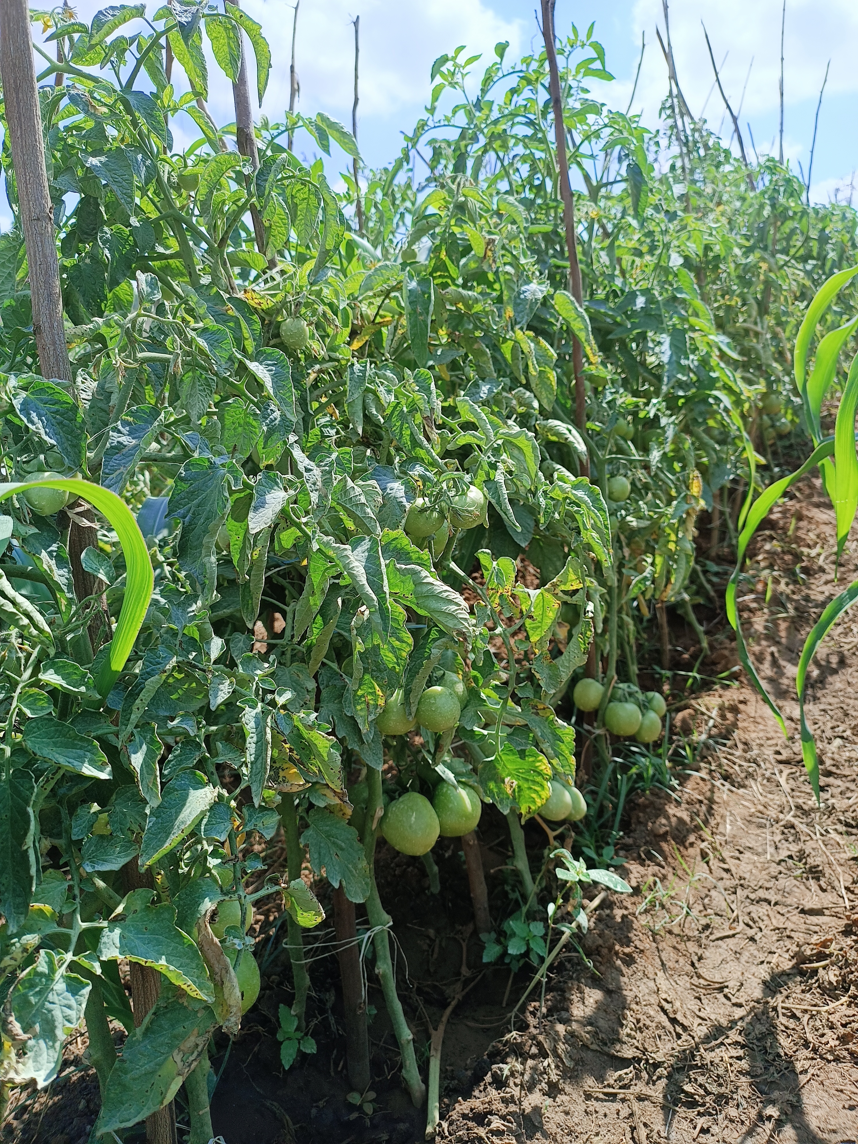 Tomatoes