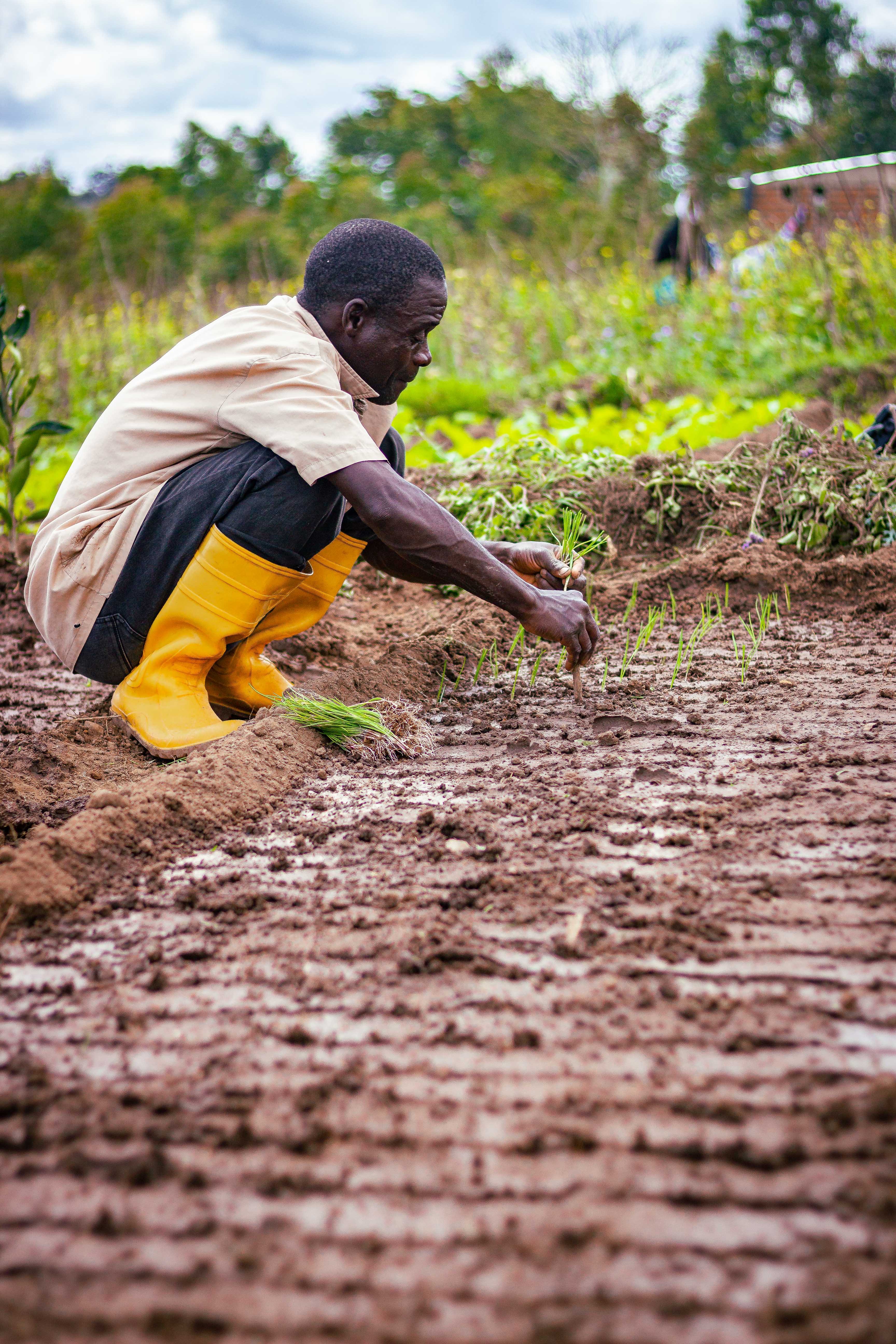 planting onions