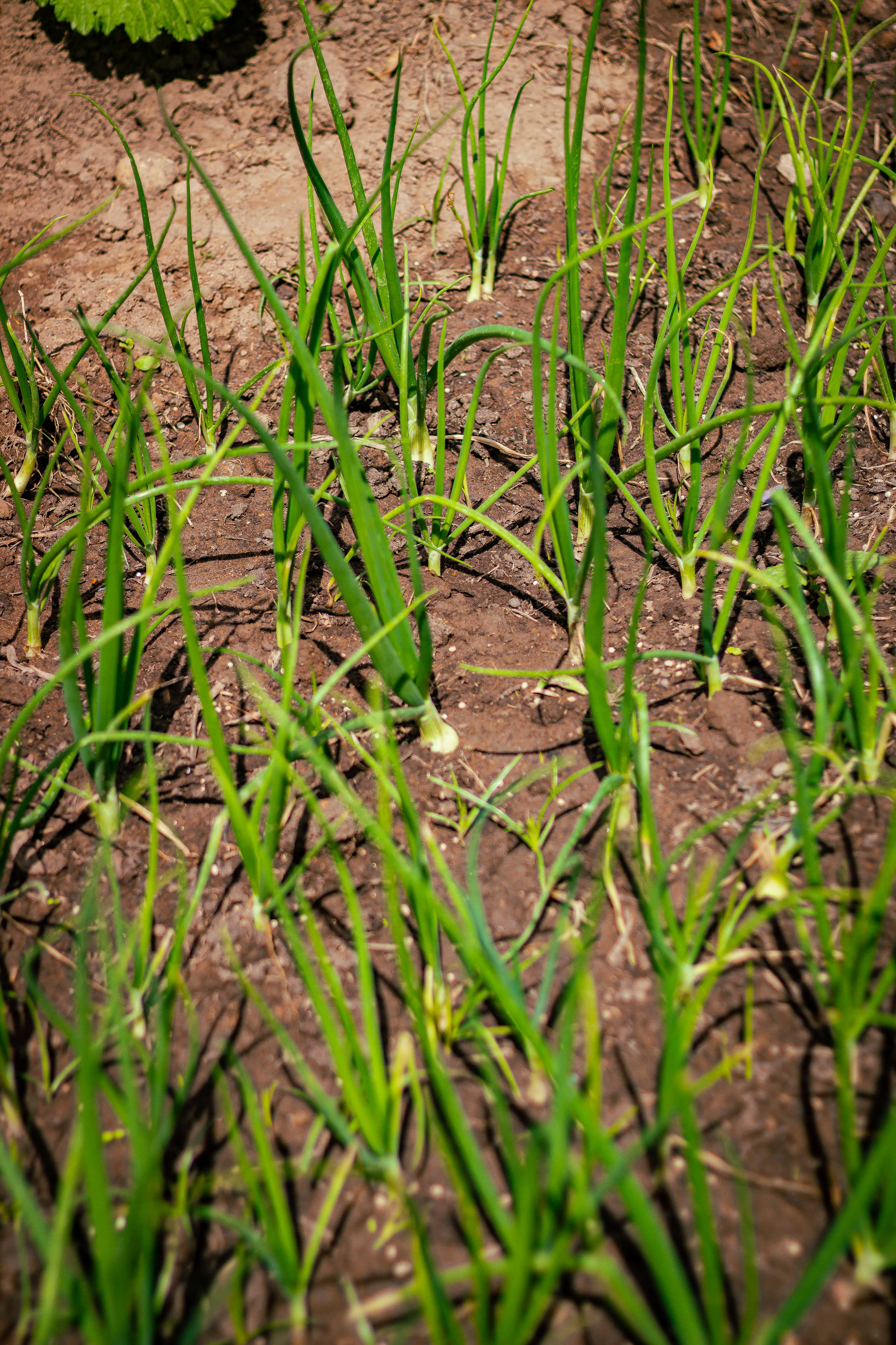 White Onions