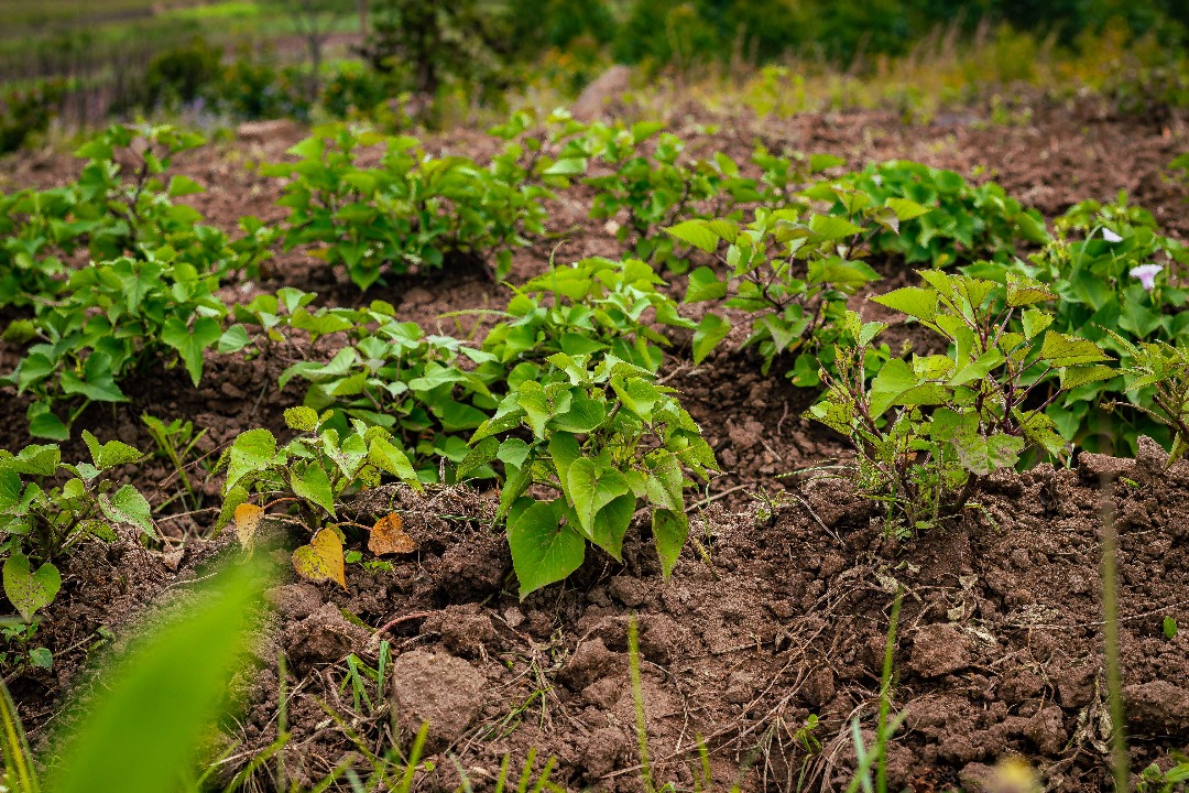 Sweet Potatoes