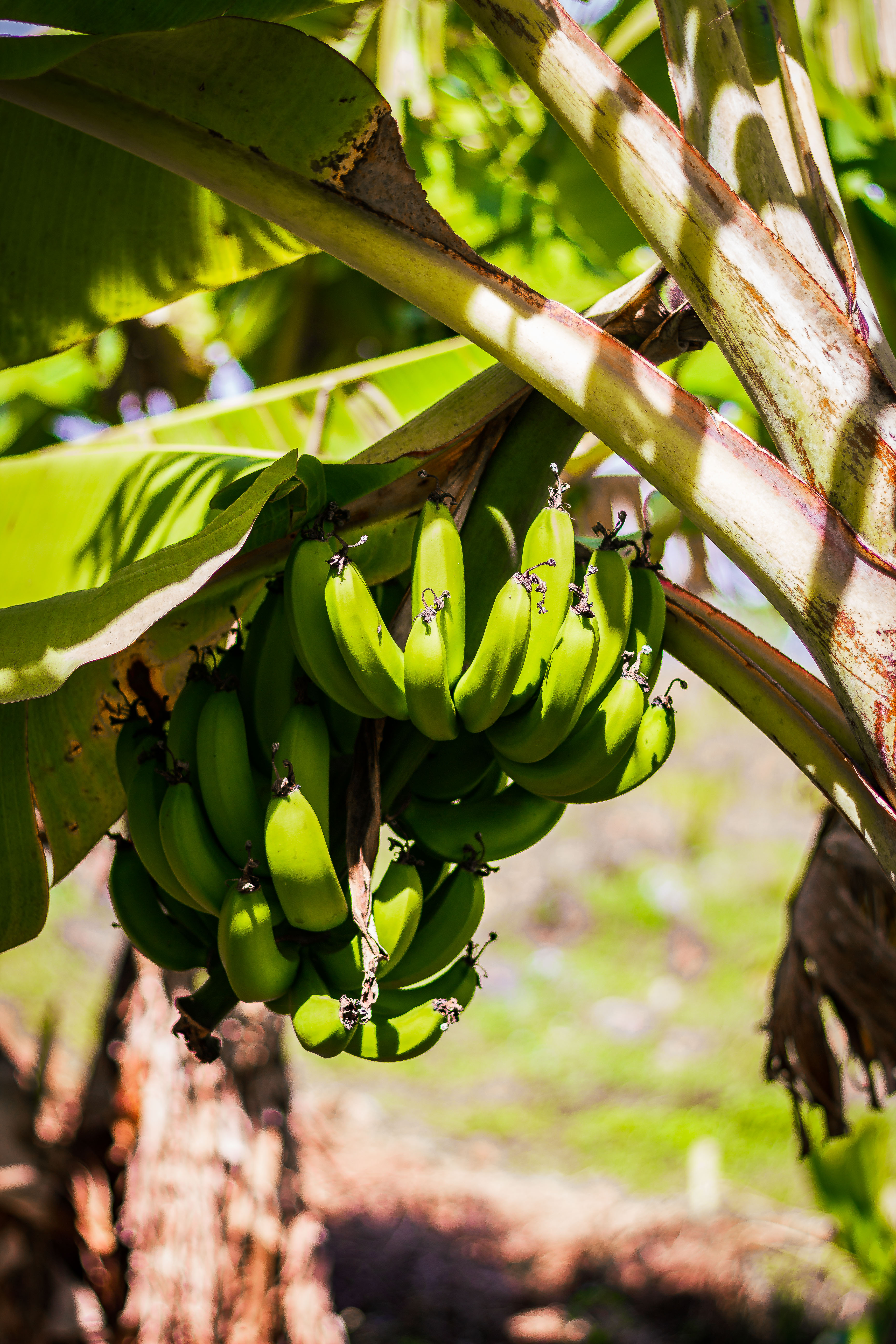 Bananas